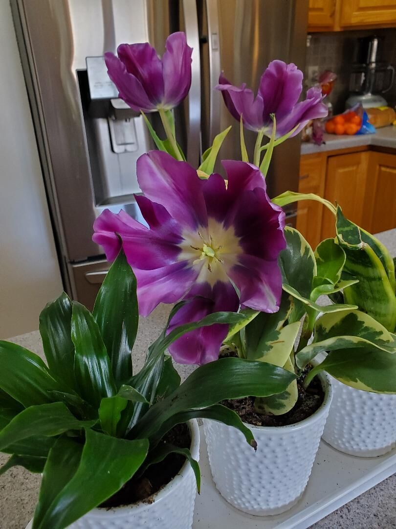 Tulip blooms